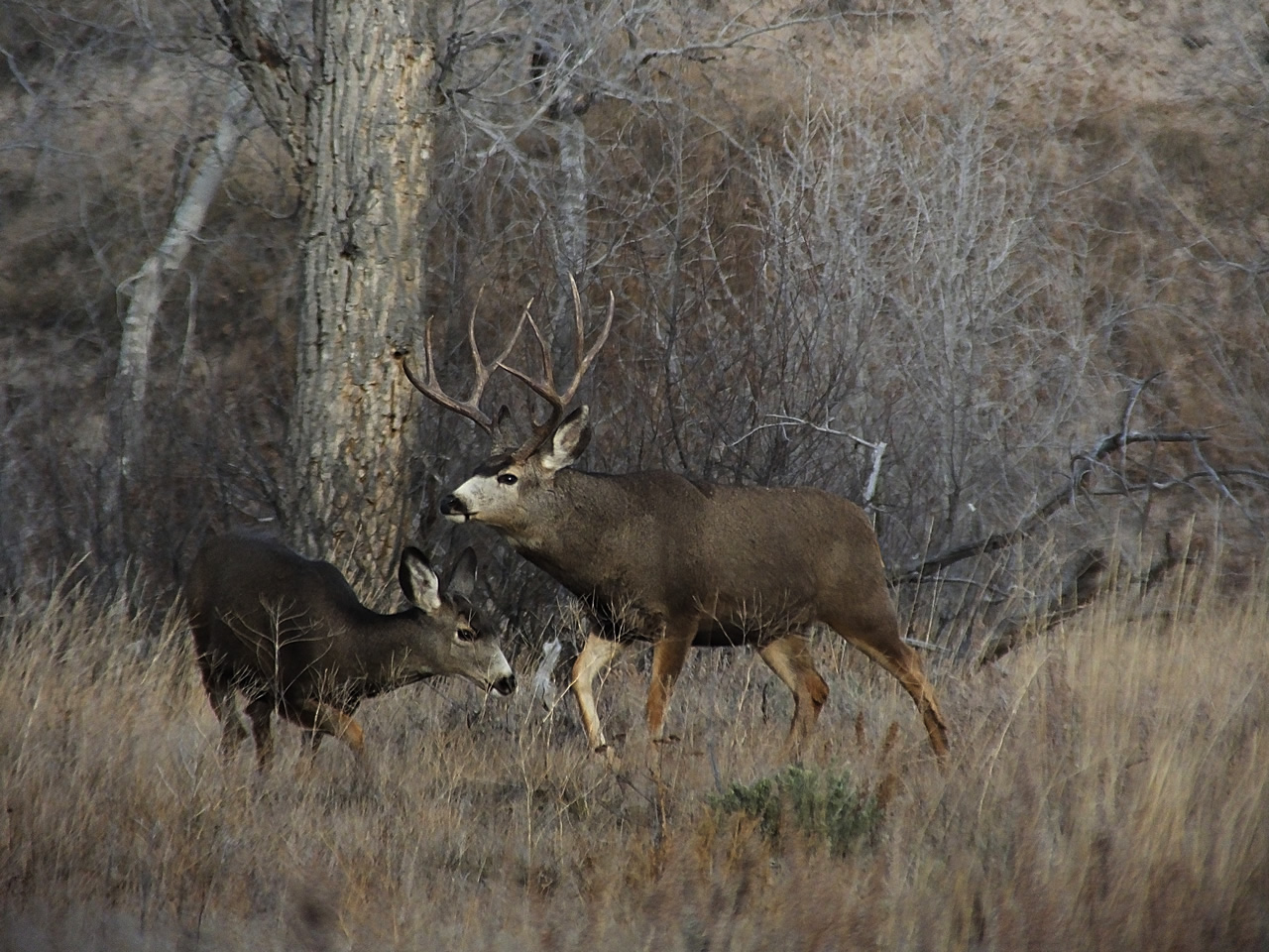 HS50exr Photo of 4 point Mule Deer