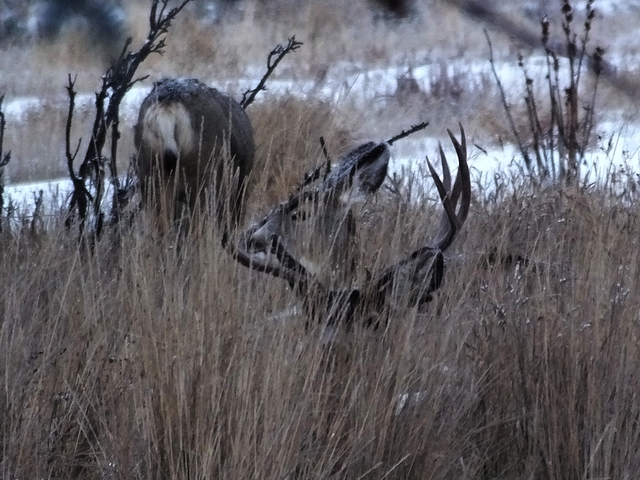 HS50exr Photo of Four Point Mule Deer with broken antler in grass