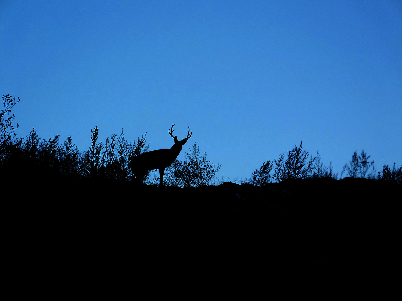 HS50exr Photo of Four Point Mule Deer
