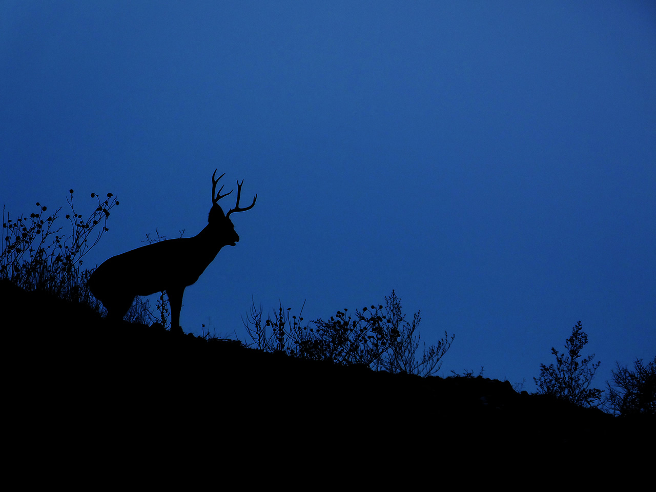 HS50exr Photo of Four Point Mule Deer