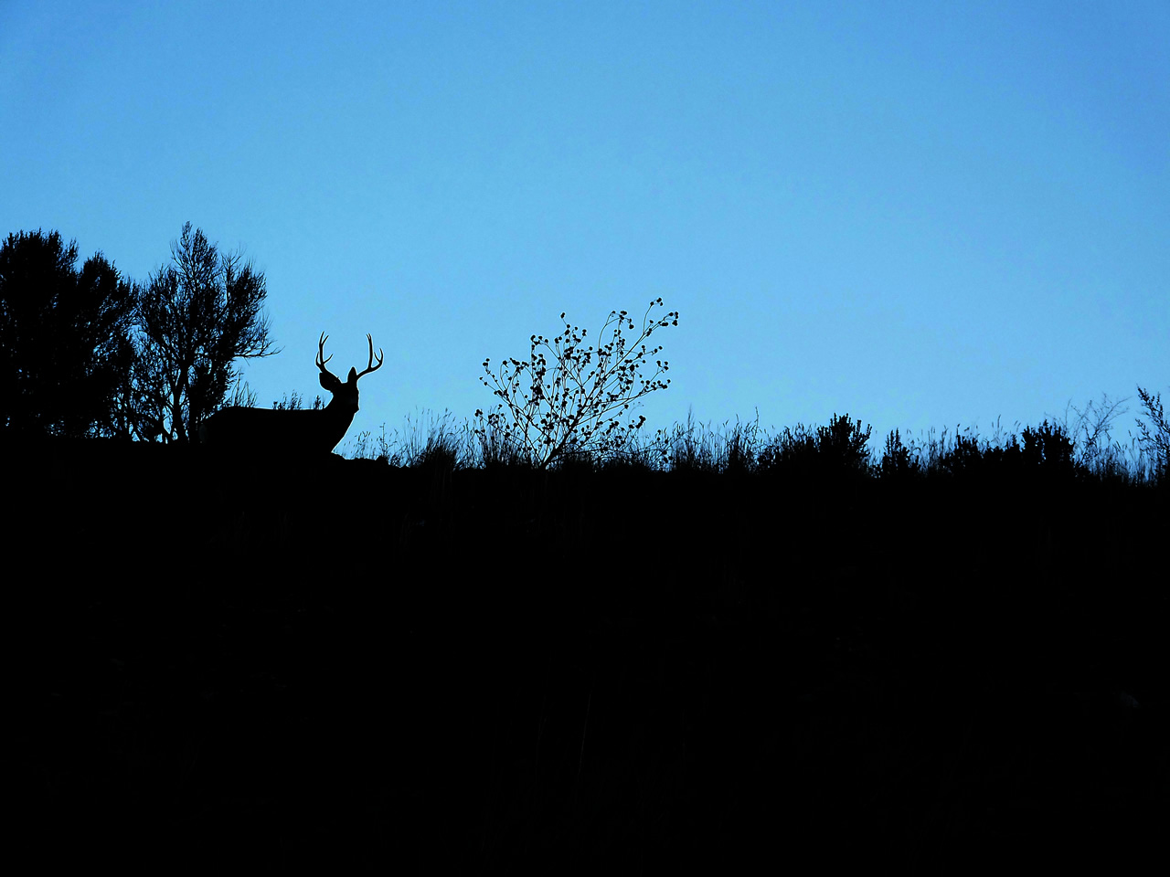 HS50exr Photo of Four Point Mule Deer