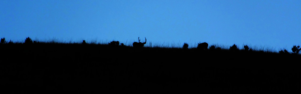 HS50exr Photo of 3x4 and doe on skyline