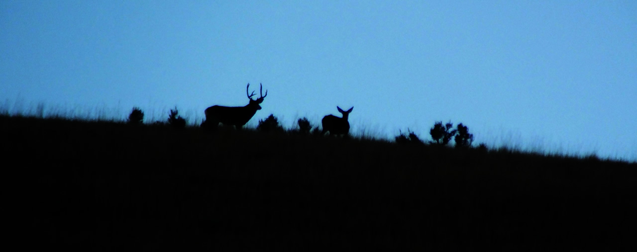 HS50exr Photo of 3x4 and doe on skyline