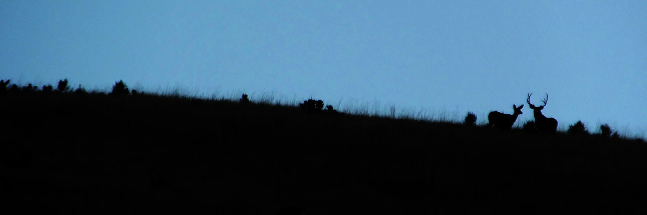 HS50exr Photo of 3x4 and doe on skyline