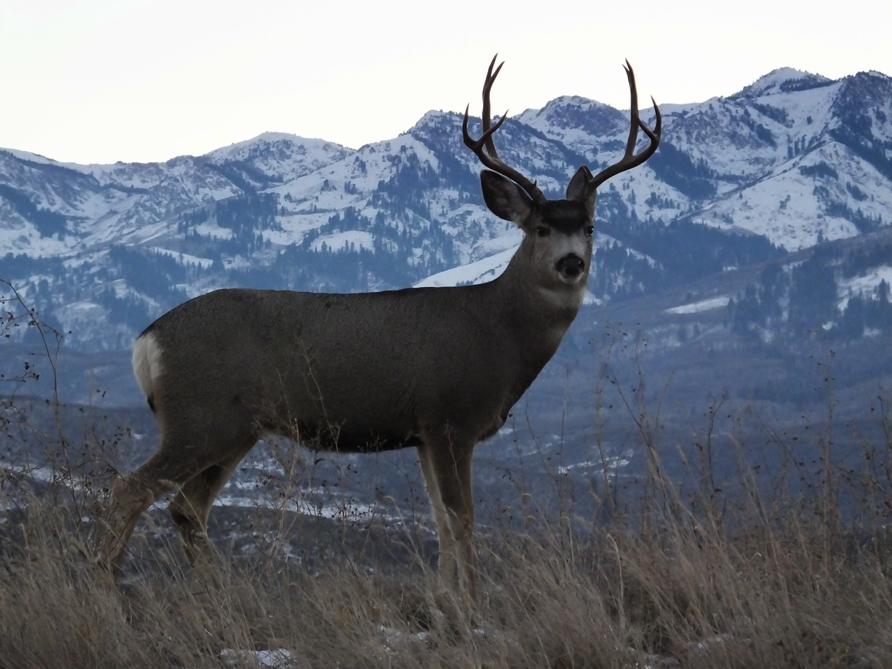 HS50exr Photo of Four Point Mule Deer
