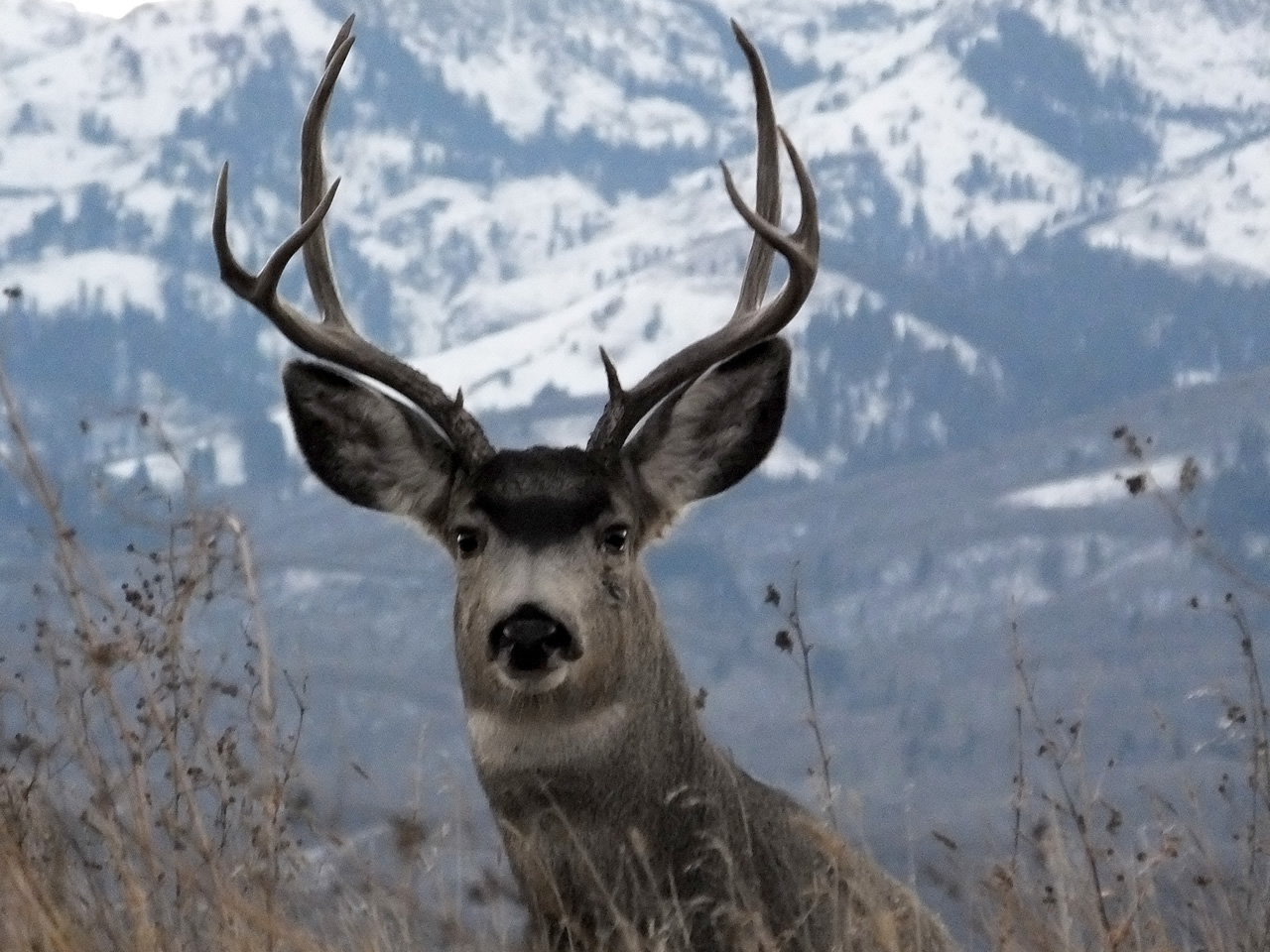 HS50exr Photo of Four Point Mule Deer