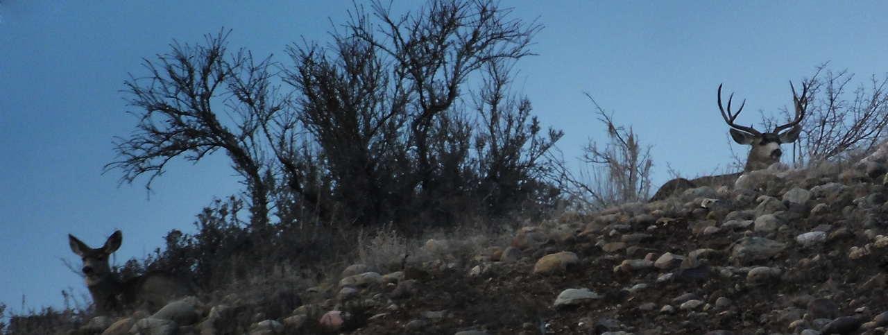 HS50exr Photo of 3x4 and doe bedded on skyline