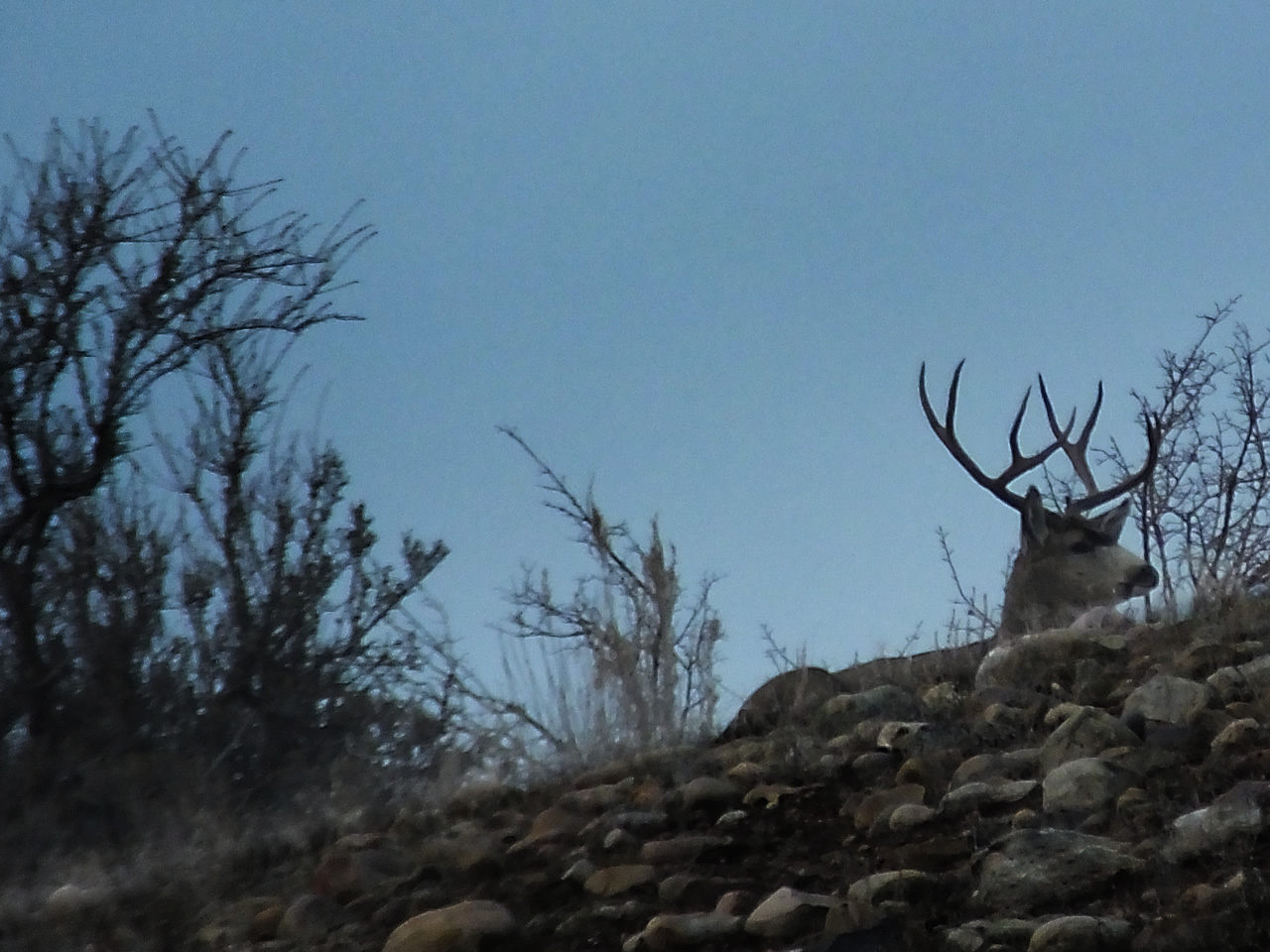 HS50exr Photo of Four Point Mule Deer bedded on ridge
