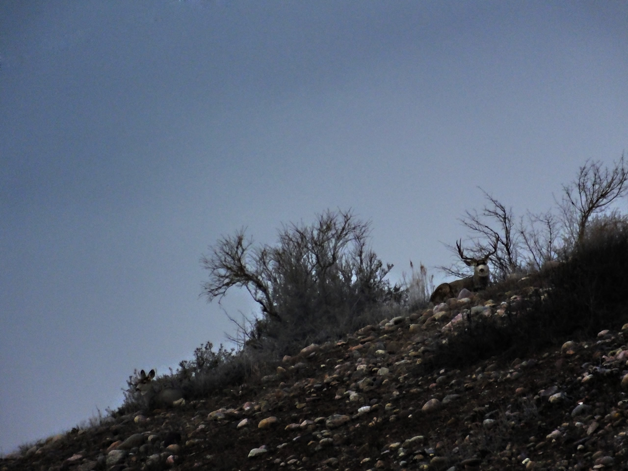 HS50exr Photo of Four Point Mule Deer bedded on skyline