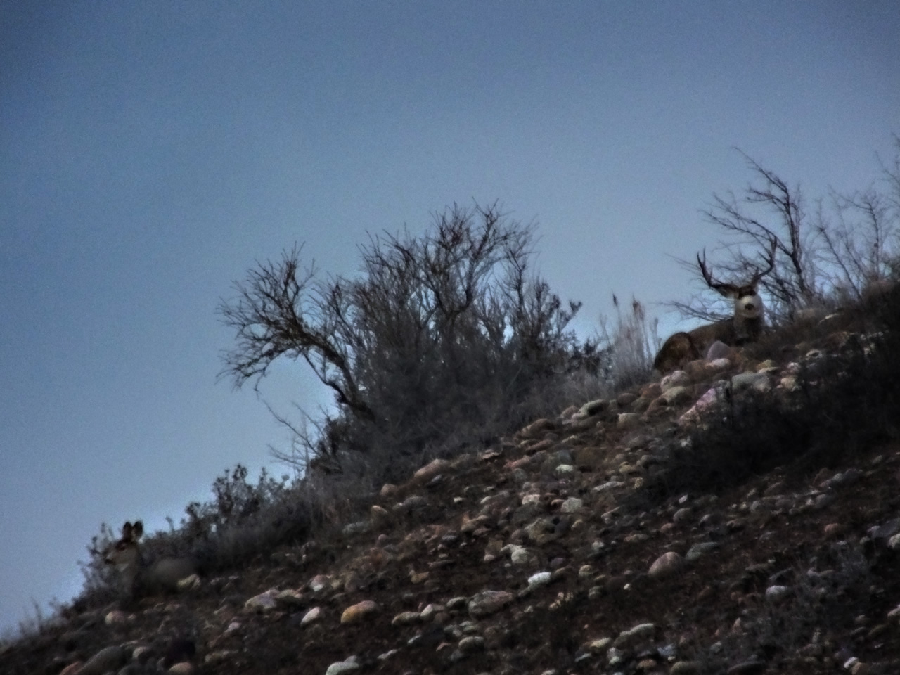 HS50exr Photo of Four Point Mule Deer bedded on skyline