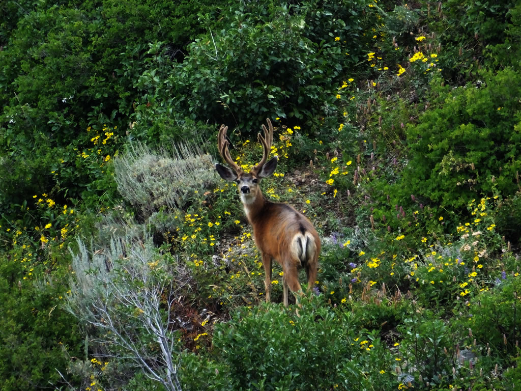 3x4 Mule Deer in velvet