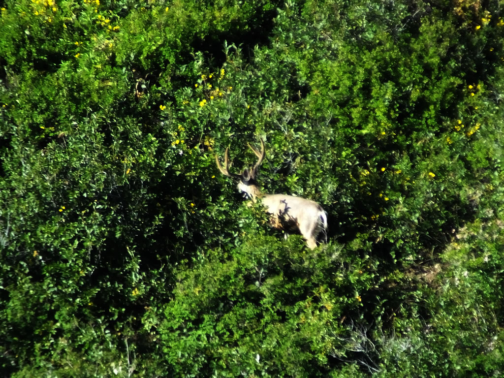 Large Two Point buck