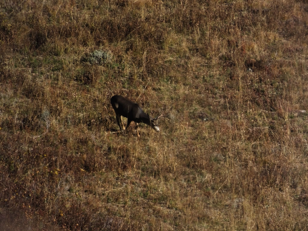 3x4 mule deer feeding