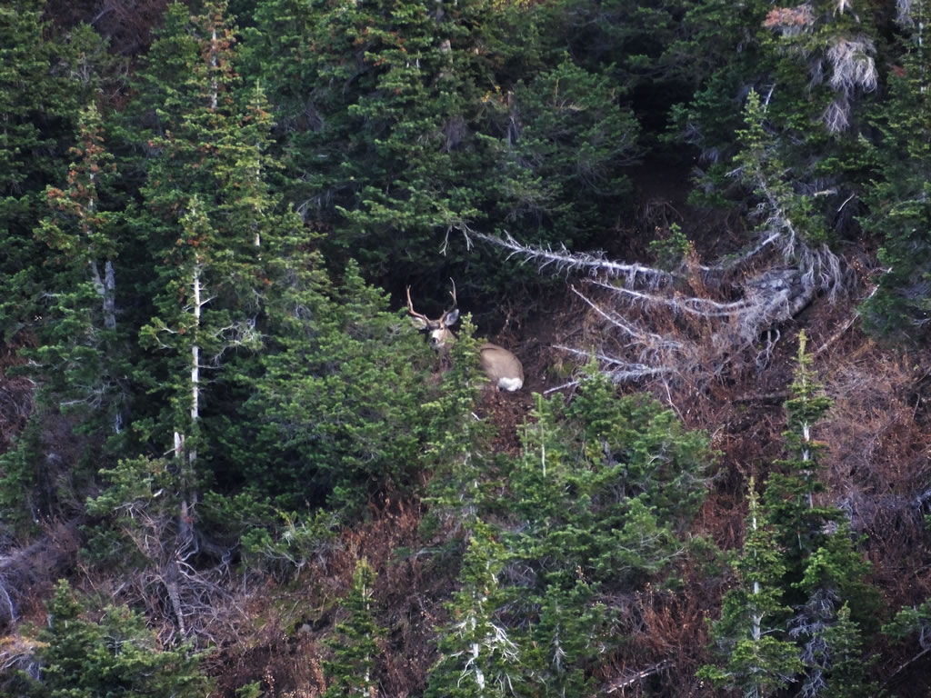 4x2 mule deer bedded