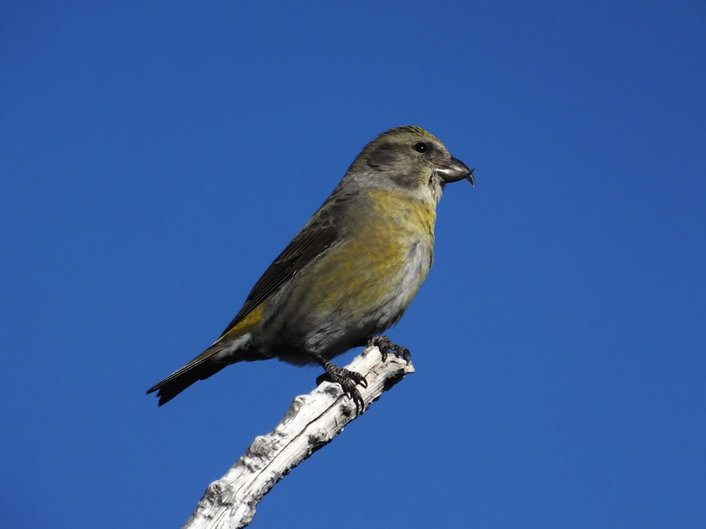 Crossbill