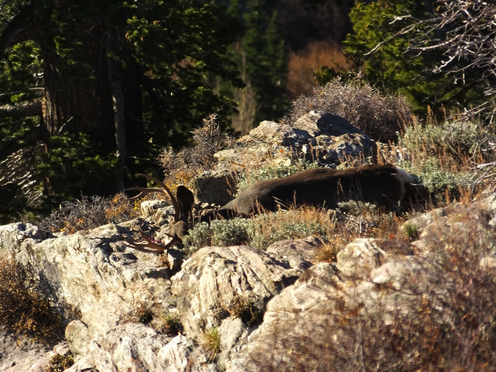 4 point mule deer dead on cliff
