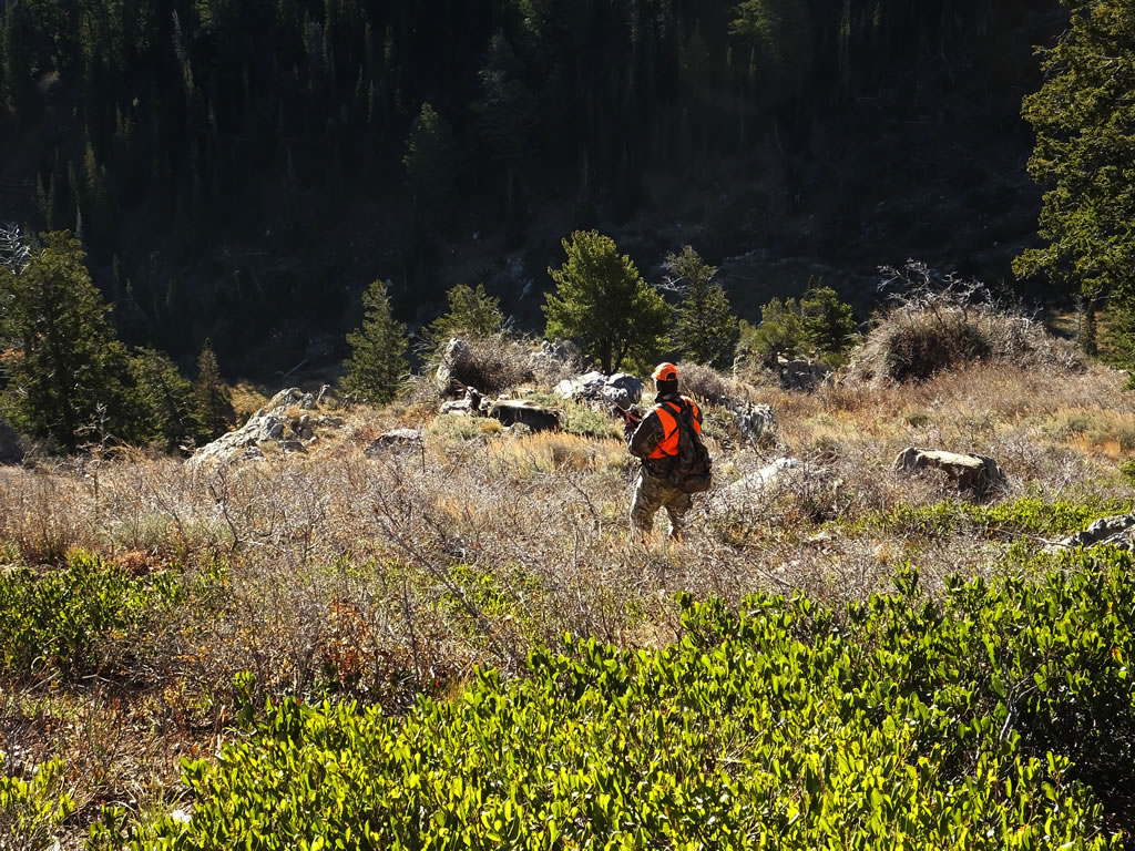 Hiking down to dead mule deer buck