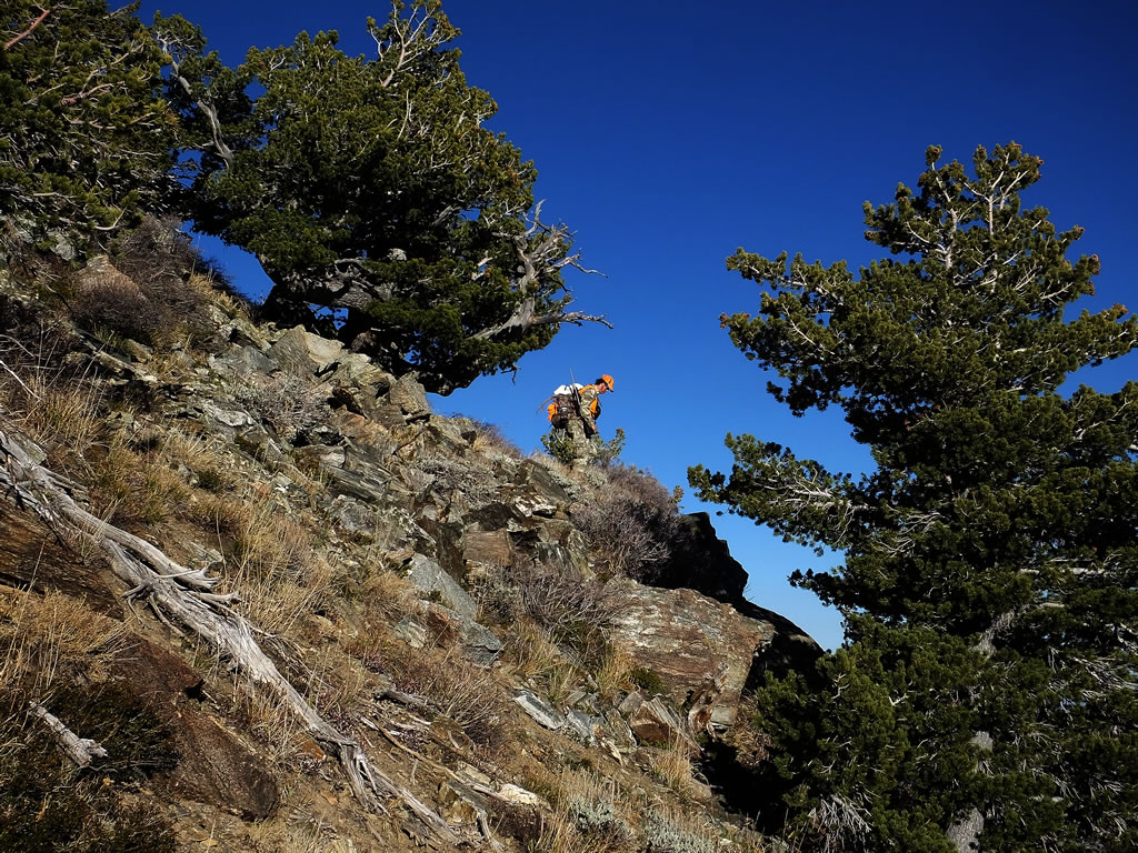 Dallen packing mule deer alps pathfinder pack