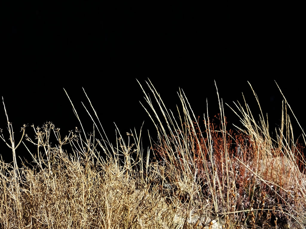 Cool sunny grass photo