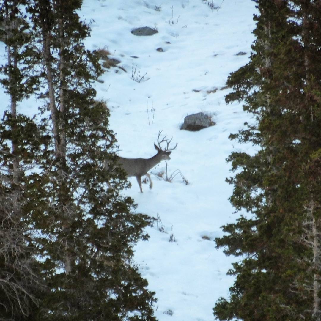 One of many bucks we saw on opening day.