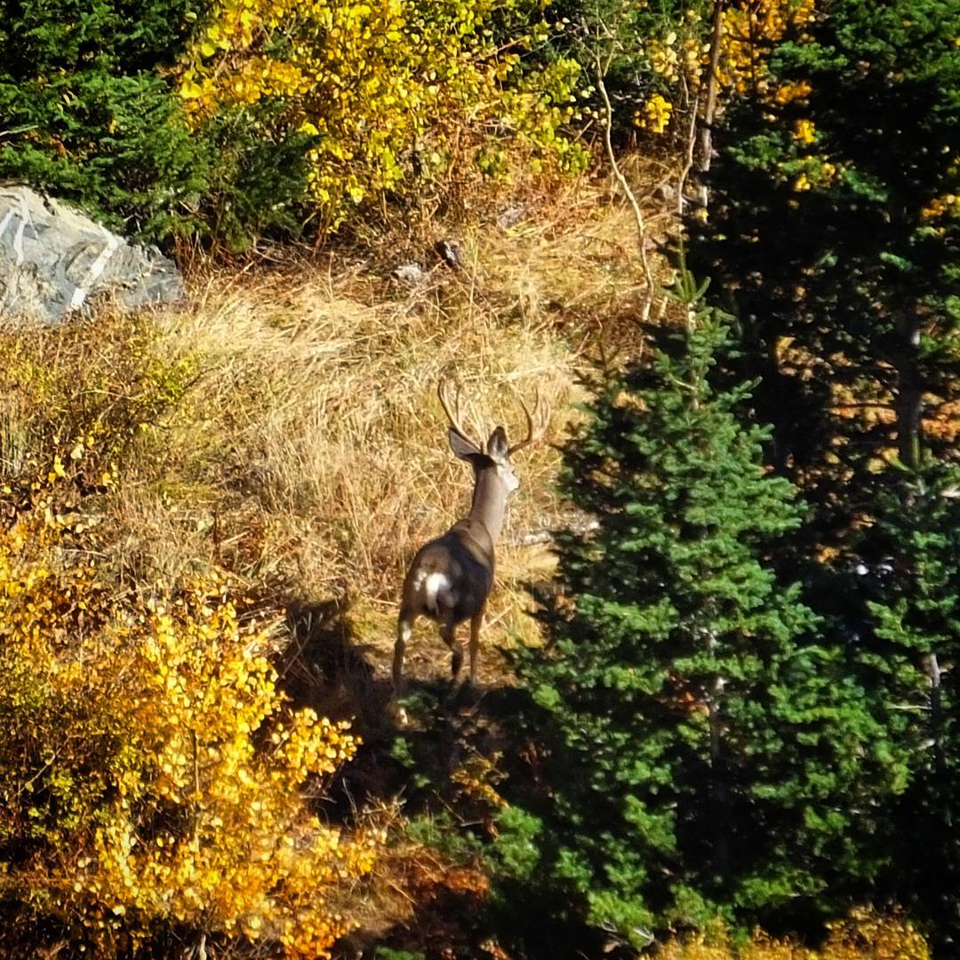 Heavy four point buck.
