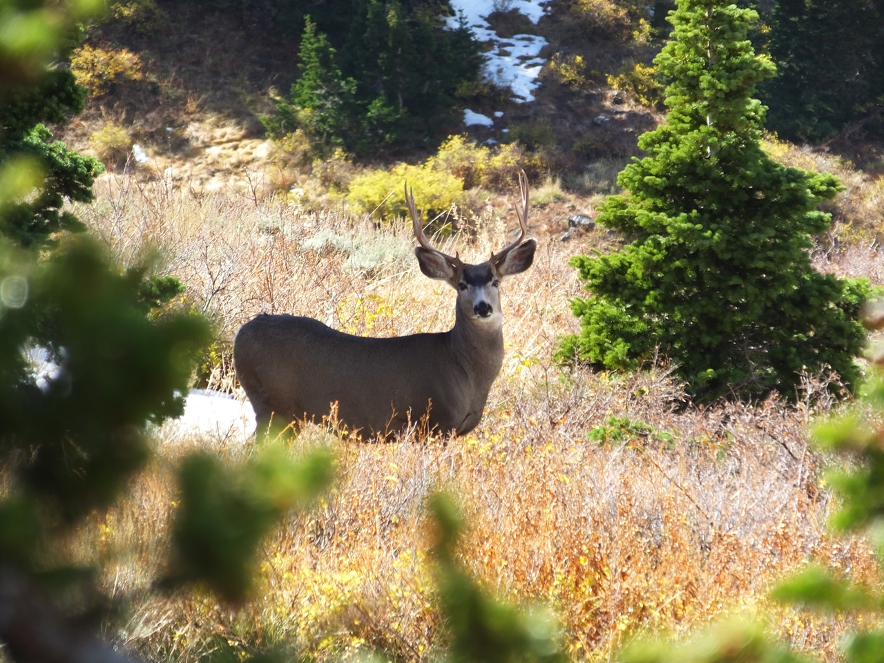 Small 3x4 buck I snuck in on.