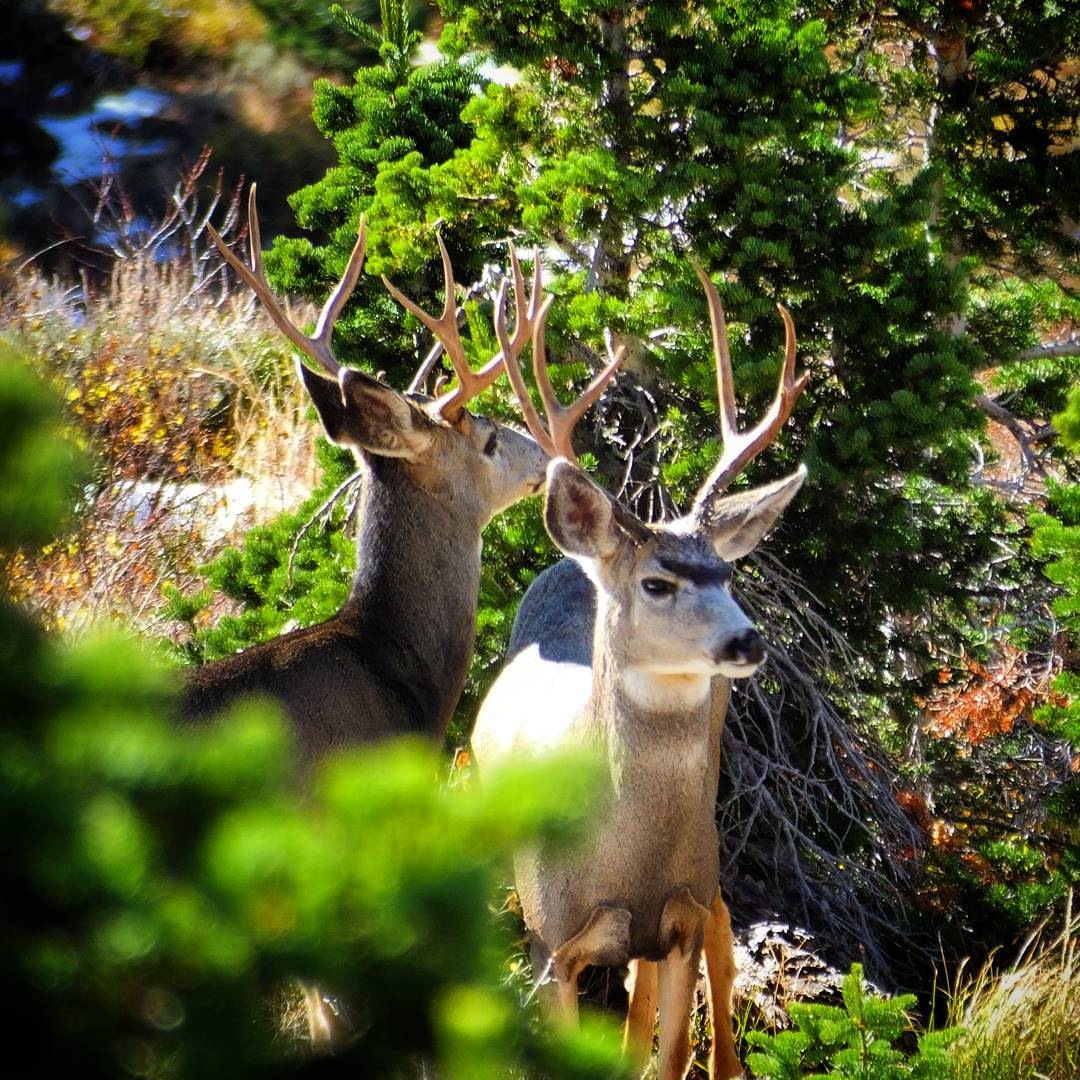 Two bucks I snuck in on.