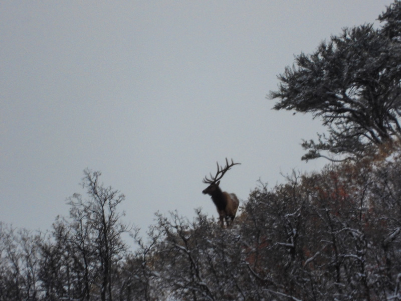 Bull Elk Skylined- Durst Mountain CWMU