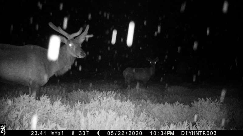 HD image of a Elk from a Browning Defender Wireless Cellular Trail Camera