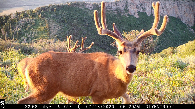 Mule Deer photo with Browning Cellular Trail Camera