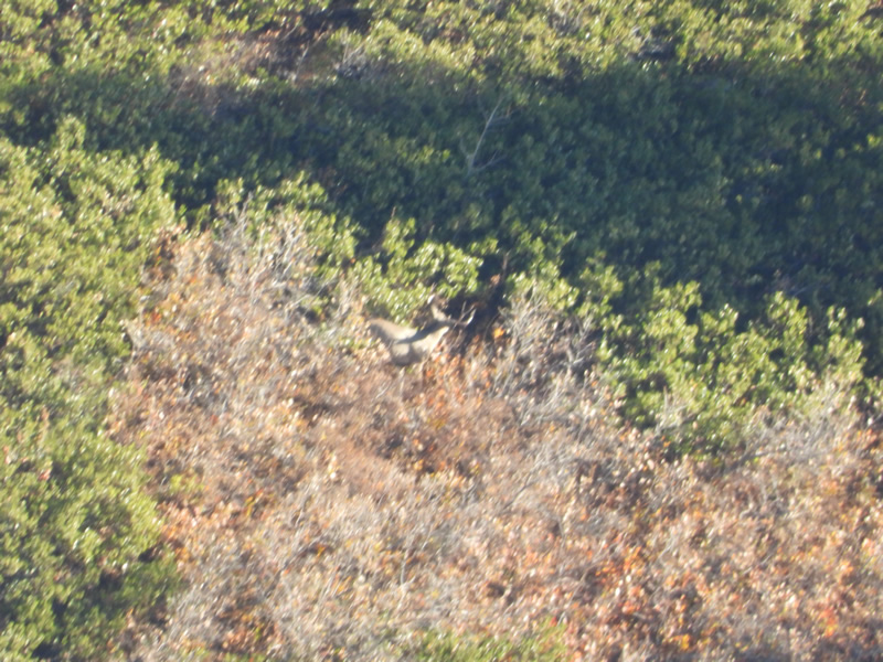 Spotting Dallens buck feeding