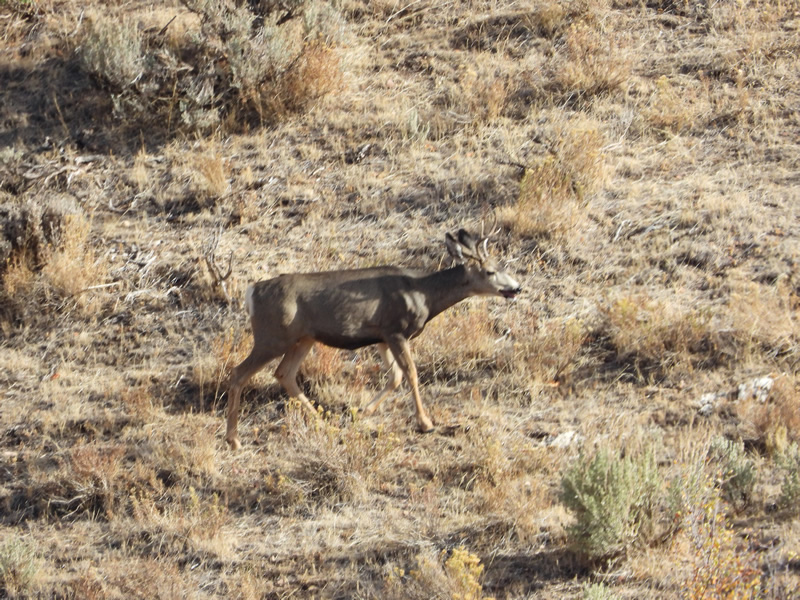 Opening morning buck.