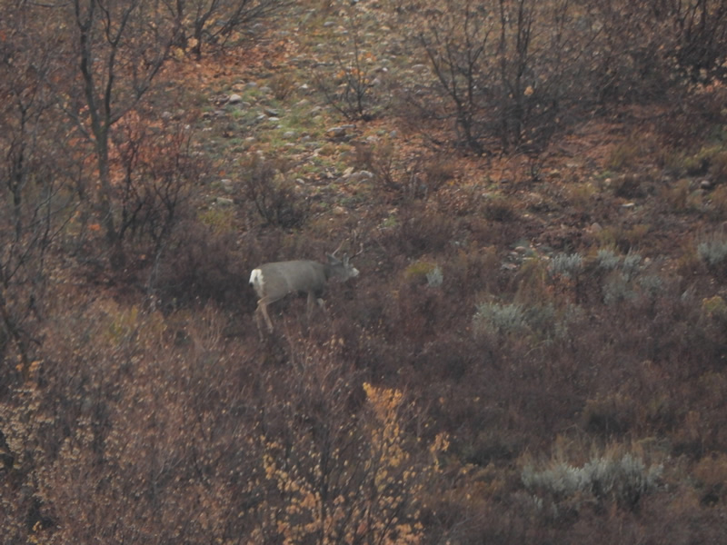 Nice two point buck we passed on.