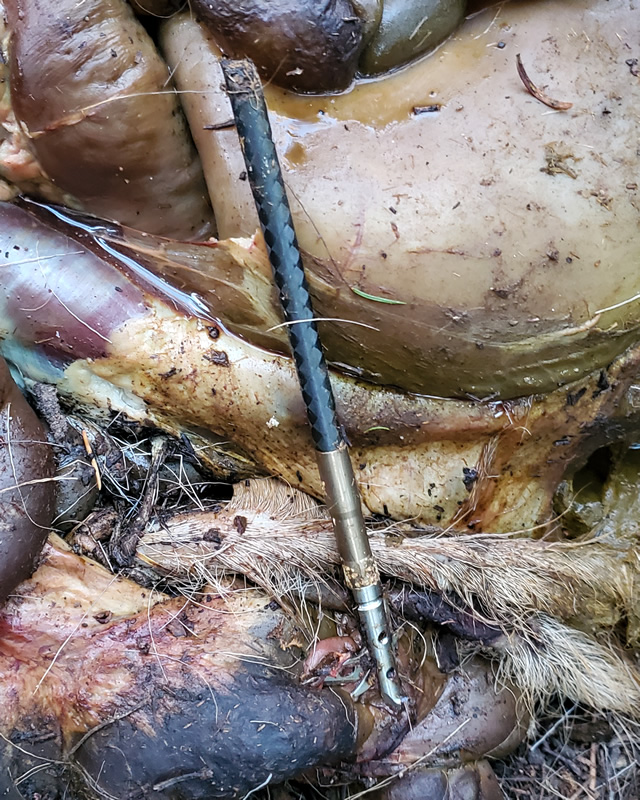 The broken arrow on a spike elk that had been shot in the hind quarters and lost in the Uinta mountains.