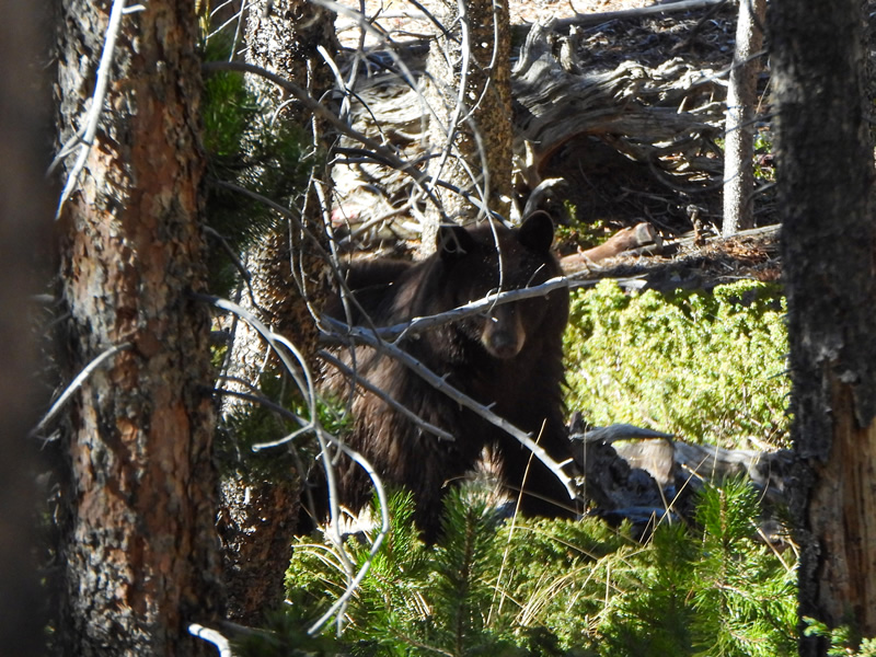 Black bear Unita mountains elk hunting.