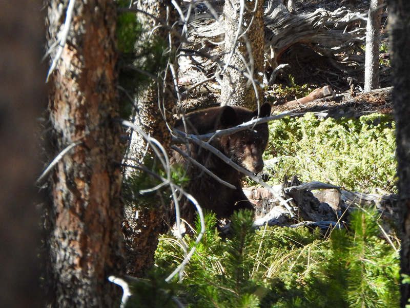 Black bear Unita mountains elk hunting.