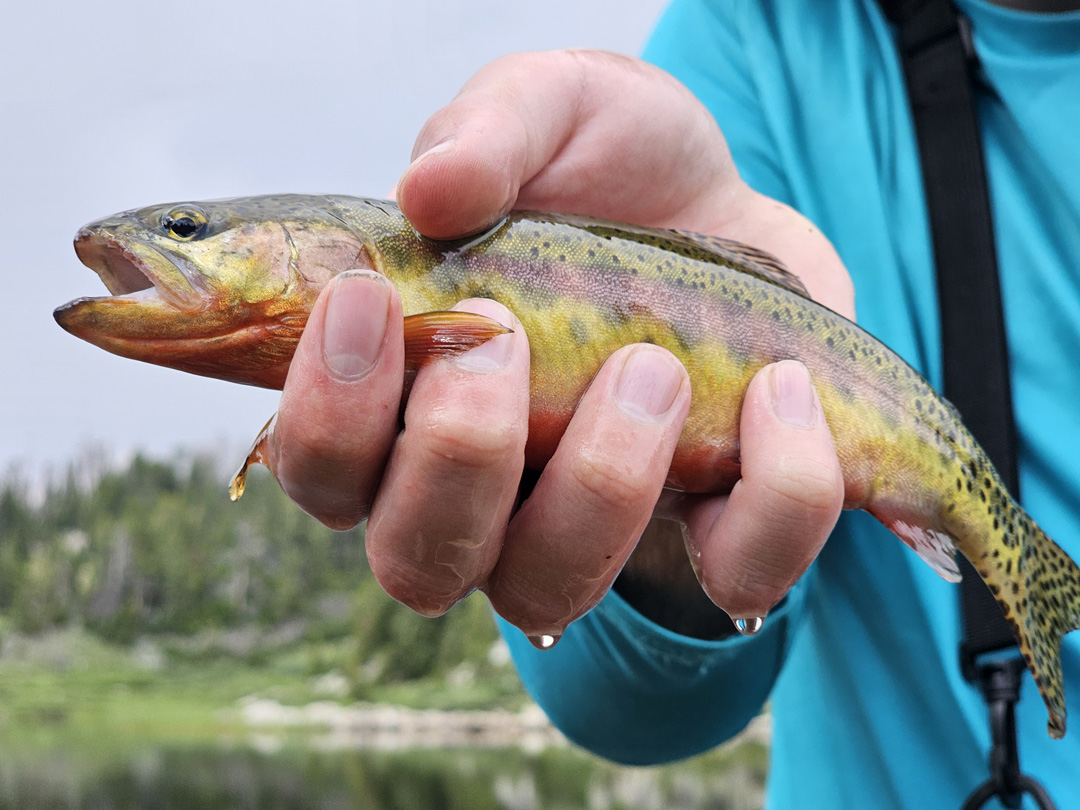 My first Golden trout