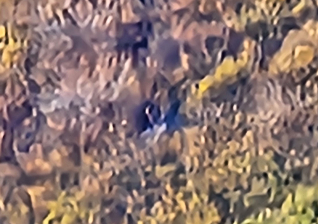 This is a smaller 4-point buck I located one evening