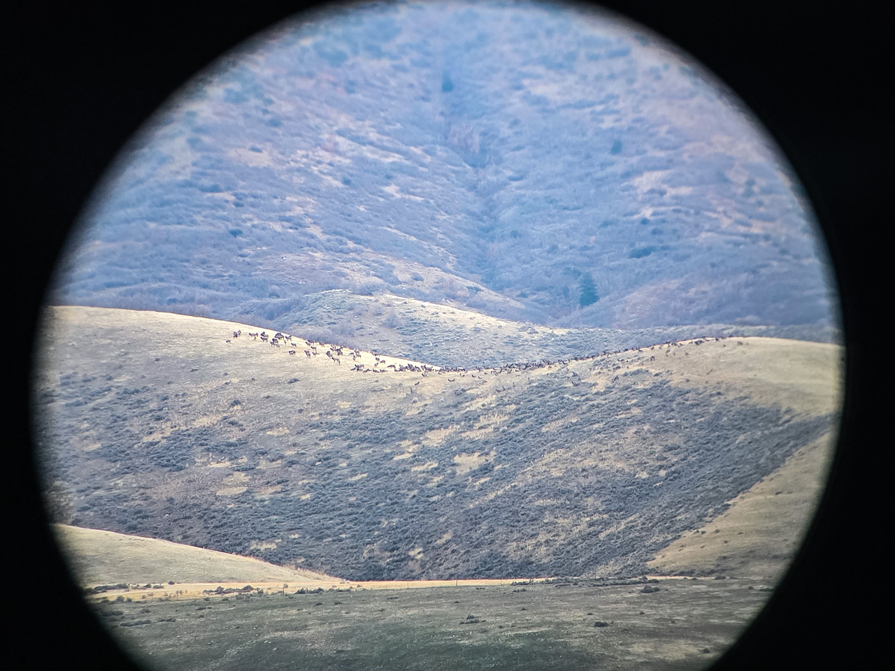 Digiscope view of heard of elk on Durst Mtn