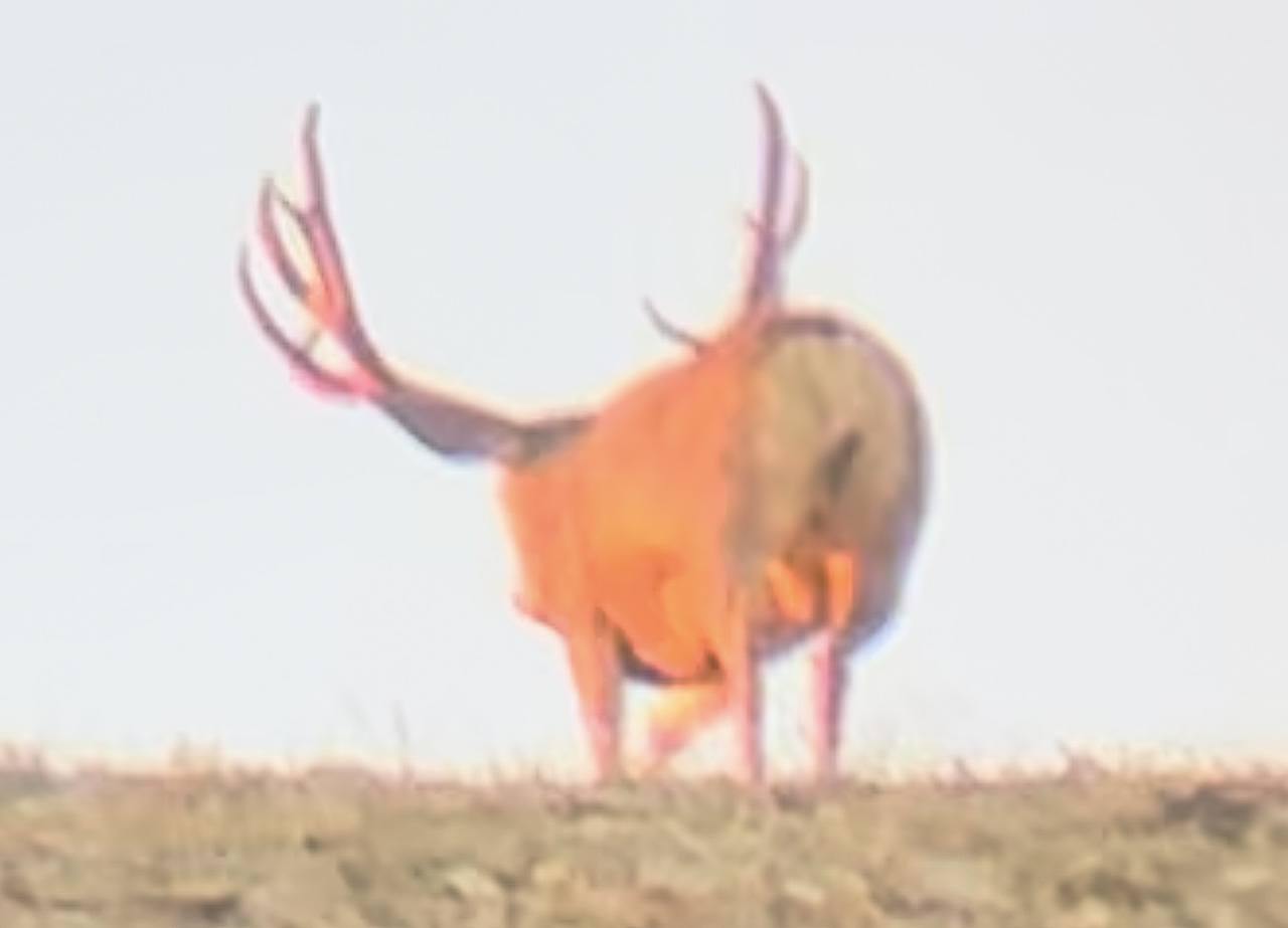 Buck on Mt Ellen in 2023