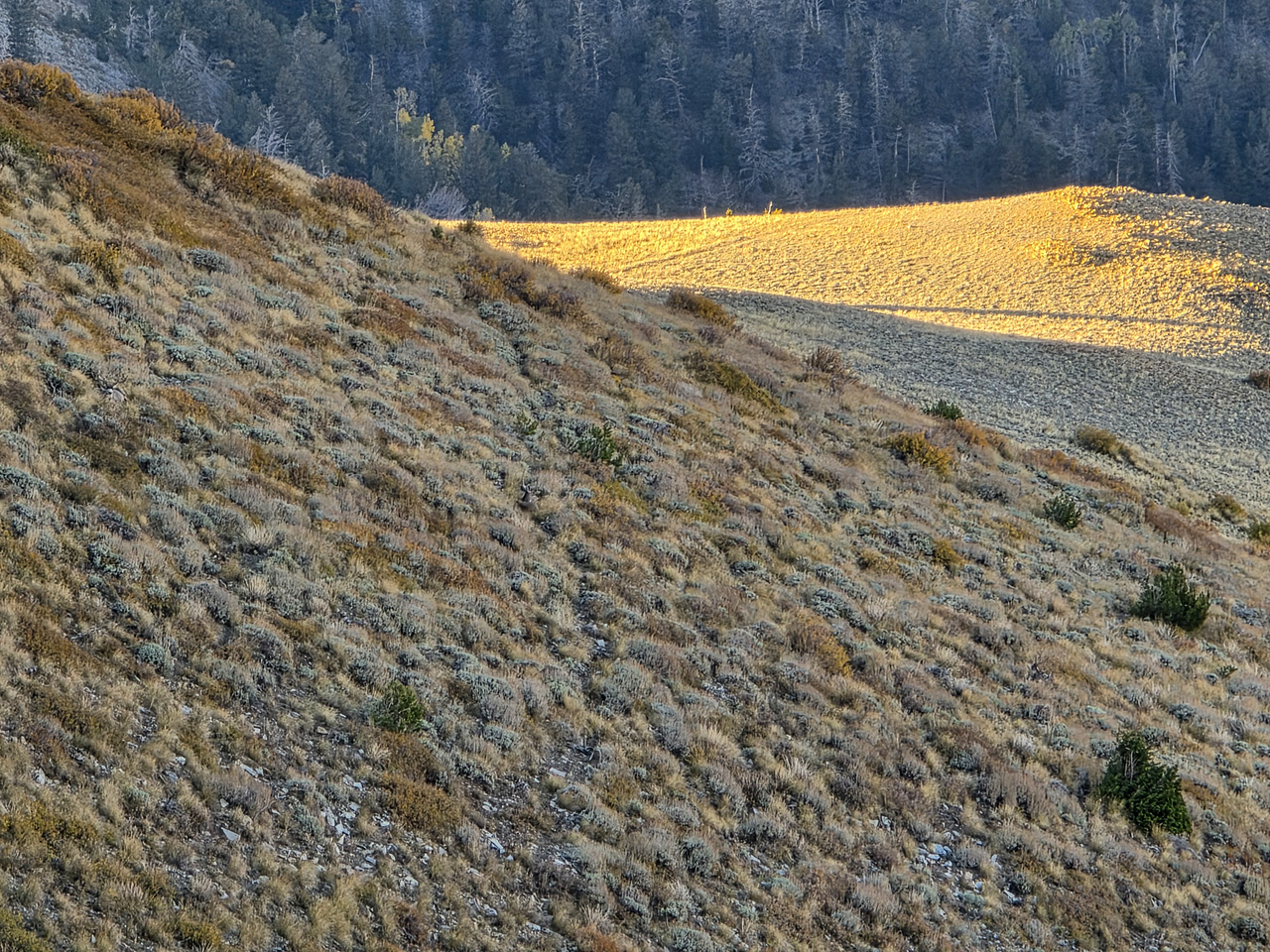 Bucks bedded in the sage on Mt Ellen
