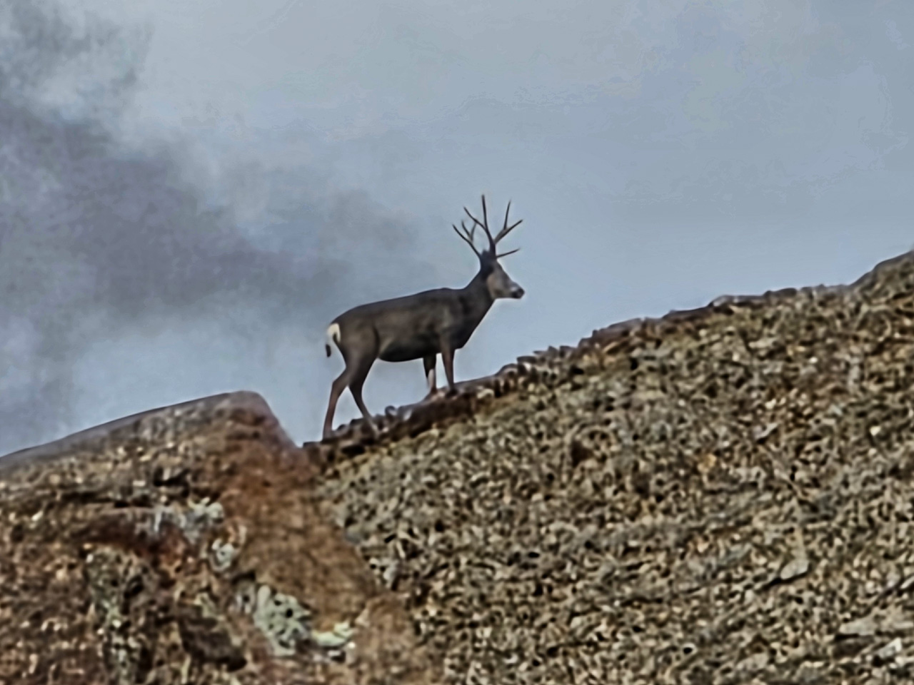 Buck with inline on left G3